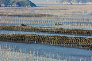 Fishing boat sailing through bamboo sticks in the seaweed farm at sunrise, East China Sea