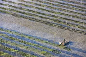 Bamboo Prints: Fishing boat sailing through bamboo sticks in the seaweed farm at sunrise, East China Sea
