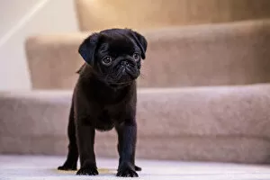Animals Gallery: Fitzgerald, a 10 week old black Pug puppy standing on a carpeted stairwell. (PR)