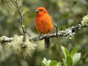 Images Dated 23rd August 2022: Flame-colored tanager, Costa Rica, Central America