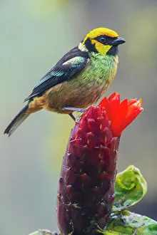 Images Dated 22nd June 2023: Flame-faced tanager, Choco Forest of Ecuador