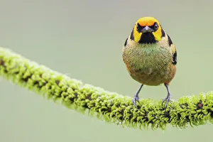 Images Dated 24th June 2023: Flame-faced tanager, living in the endangered Choco Forest of Ecuador