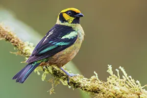 Flame-faced tanager, living in the endangered Choco Forest of Ecuador