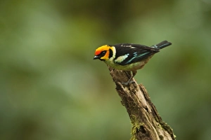 Mindo Prints: Flame-faced Tanager (Tangara parzudakii)