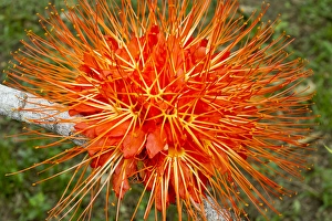 Flame of Panama flower (Brownea macrophylla), Belize Botanic Gardens