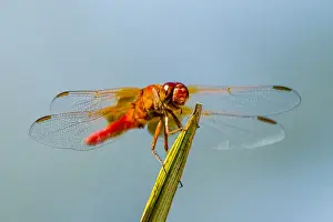 Wings Prints: Flame Skimmer Dragonfly Drying its Wings on a Daytime Perch
