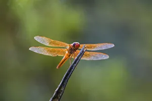 Images Dated 2017 August: Flame skimmer (Libellula saturata) dragonfly on perch