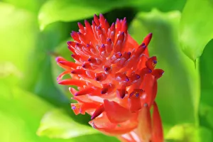 Bromeliad Prints: Flaming torch, billbergia pyramidalis