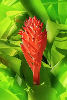 Bromeliad Prints: Flaming torch, billbergia pyramidalis