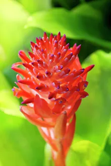 Bromeliad Prints: Flaming torch, billbergia pyramidalis