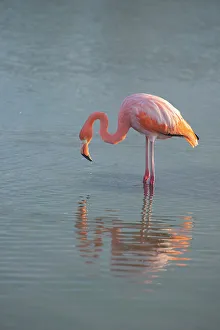 Flamingo Prints: Flamingo looking for food in an estuary in the Galapagos Islands