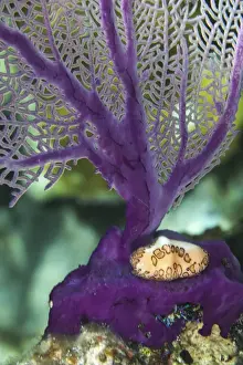 Sea Fan Prints: A flamingo tongue snail climbs across an iridescent purple soft coral in the underwater