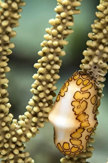A flamingo tongue snail climbs across soft coral in the underwater macro photo near Staniel Cay