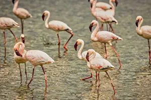 Flamingo Prints: Flamingos, Amboseli National Park, Africa