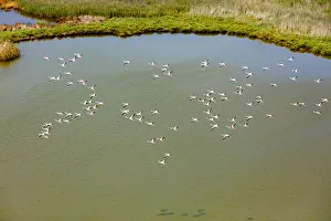 Prints of Flamingos flying in wetland on the Aegean coast, Turkey Asia Prints: Flamingos flying in wetland on the Aegean coast, Turkey