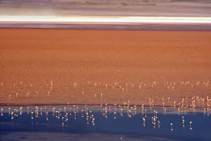 Bolivia Prints: Flamingos in Laguna Colorada, Eduardo Abaroa Andean Fauna National Reserve