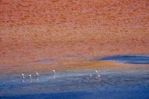 Bolivia Prints: Flamingos on Laguna Colorada, Eduardo Avaroa Andean Fauna National Reserve