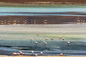 Bolivia Prints: Flamingos in Laguna Hedionda, Potosi Department, Bolivia