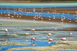 Bolivia Prints: Flamingos in Laguna Hedionda, Potosi Department, Bolivia