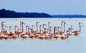 Flamingos at Laguna Oviedo, Barahona, Dominican Republic, Caribbean