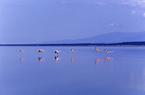 Flamingo Prints: Flamingos at Laguna Oviedo, Barahona, Dominican Republic, Caribbean