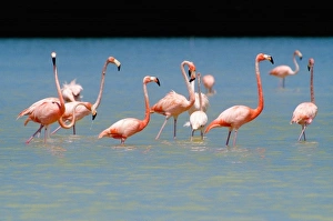 Images Dated 19th January 2011: Flamingos at Laguna Oviedo, Barahona, Dominican Republic, Caribbean