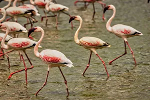 Flamingo Prints: Flamingos Walking, Amboseli National Park, Africa