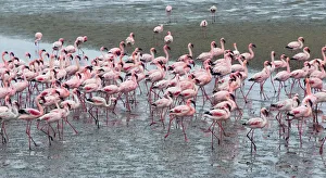 Flamingo Prints: Flamingos, Walvis Bay, Erongo Region, Namibia