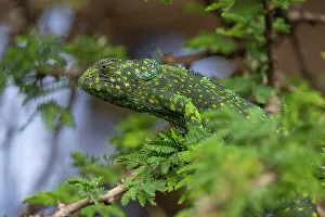 Camouflage Prints: A flap-necked chameleon, Chamaeleo Dilepis