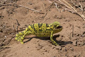 Flap-necked chameleon (Chamaeleo dilepis dilepis) walking through vegetation and sand in Botswana