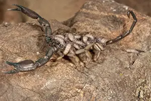 Dangerous Prints: Flat Rock Scorpion Hadogenes paucidens Native to Africa