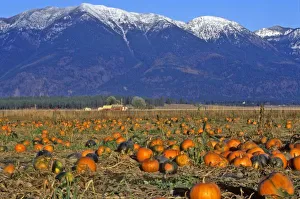 Flathead Valley Montana Pumpkin patch