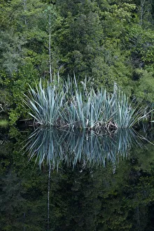 Westland Prints: Flax and forest reflected in Lake Matheson