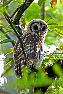 Images Dated 9th June 2006: A fledgling barred owl is perched in a bald cypress tree within the Big Cypress National