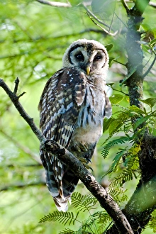 Images Dated 9th June 2006: A fledgling barred owl is perched in a bald cypress tree within the Big Cypress National