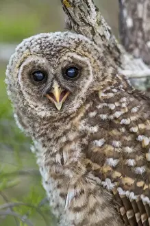 Images Dated 29th March 2015: Fledgling barred owl (Strix varia) in Everglades National Park, Florida, USA