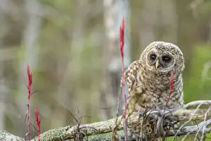 Fledgling Prints: Fledgling barred owl (Strix varia) in Everglades National Park, Florida, USA