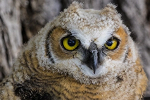 South Dakota Prints: Fledgling great horned owl poratrait in Cottonwood, South Dakota, USA