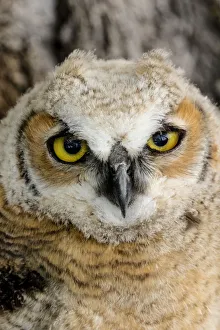 Great Plain Prints: Fledgling great horned owl poratrait in Cottonwood, South Dakota, USA