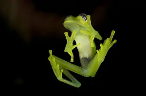 Fleischmanns Glass Frog (Hyalinobatrachium fleischmanni), Costa Rica