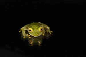 Habitat Loss Gallery: Fleischmanns Glass Frog(Hyalinobatrachium fleischmanni) CAPTIVE