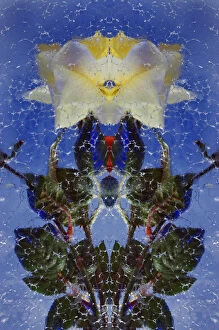 Flipped and mirroed version fo red and yellow roses frozen in block of ice, Glacier Palace
