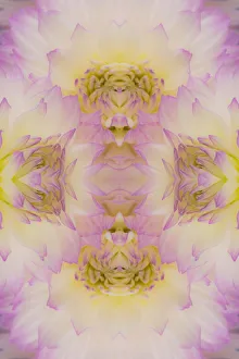 Mirrored Prints: Flipped pattern, Dahlia Flowers, Birmingham, AL