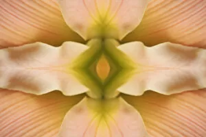 Images Dated 24th June 2004: Flipped pattern, Hybrid Daylily, Hemerocallis spp