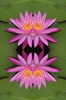 Images Dated 24th June 2004: Flipped pattern, Hybrid Water Lily, Louisville, KY