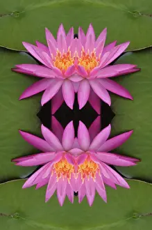 Mirrored Prints: Flipped pattern, Hybrid Water Lily, Louisville, KY