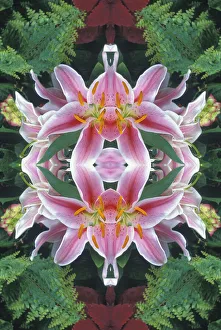 Flipped and reflected Stargazer Lilies, Cincinnati, Ohio