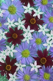 Aster Prints: Floating Chocolate Cosmos and Aster flower design in bowl of Water, Sammamish Washington