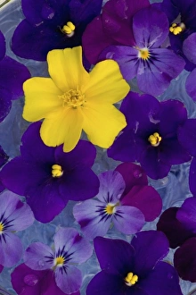 Images Dated 26th June 2005: Floating flower design in bowl of Water, Sammamish Washington