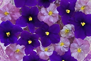 Images Dated 26th June 2005: Floating flower design in bowl of Water, Sammamish Washington